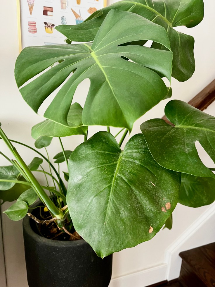 Top 5: Items to Invest in for Your First Apartment