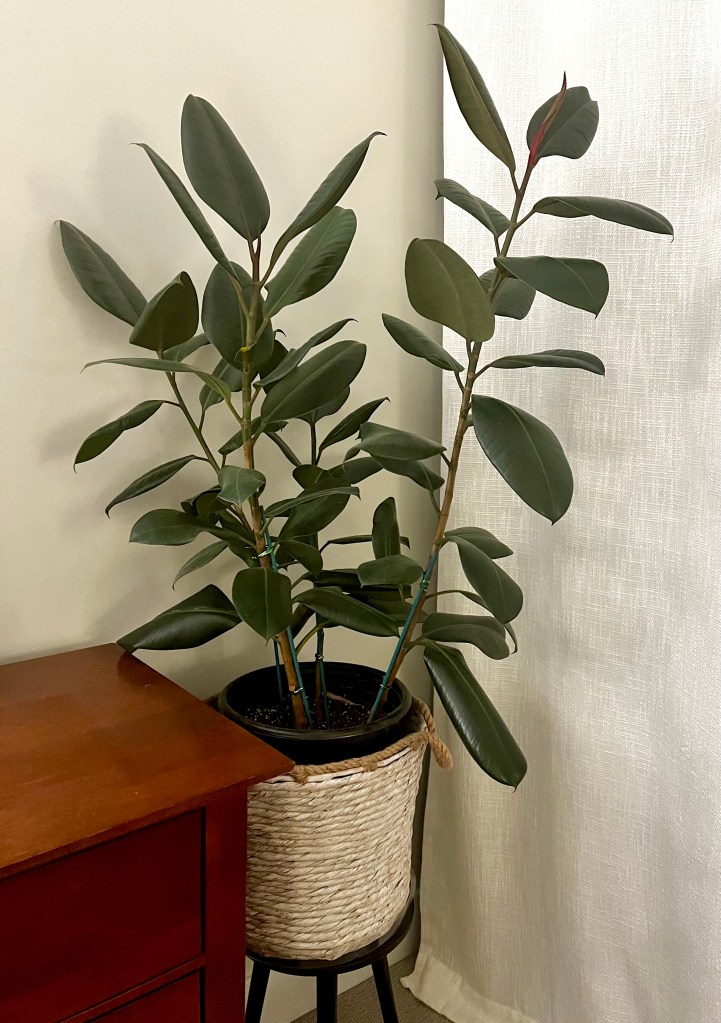 Displays images of a rubber tree, monstera, and snake plant. 